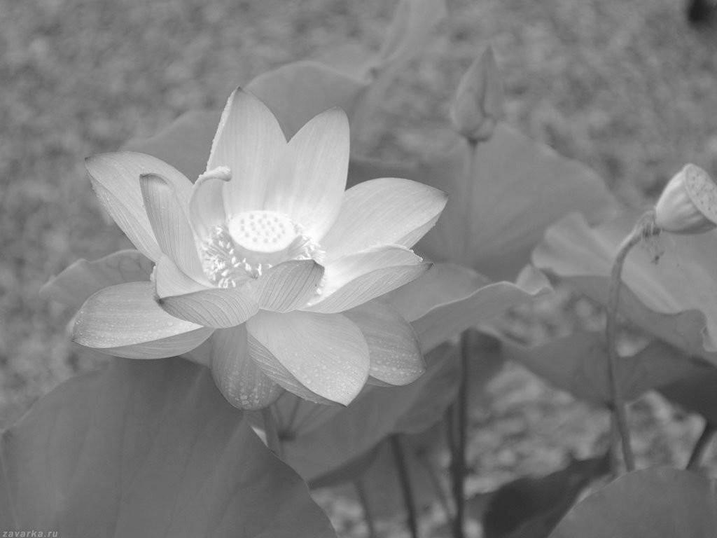 Hỏi Đáp Oai Nghi Chánh Hạnh