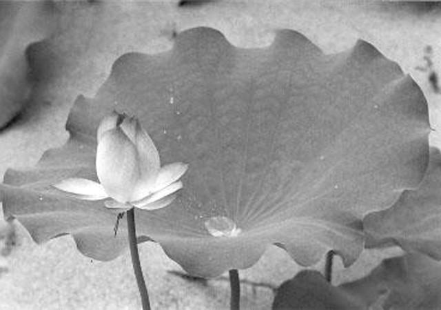 Hỏi Đáp Oai Nghi Chánh Hạnh