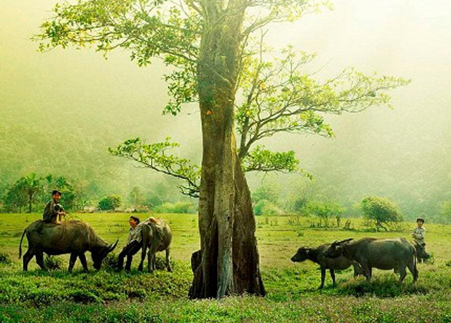 Đồng quê yên ả
